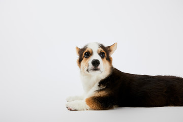 adorable fluffy welsh corgi puppy lying on white background