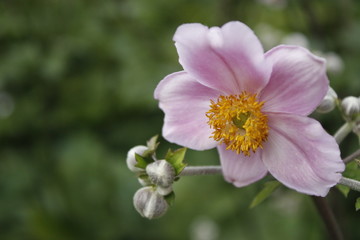 soft pink flower