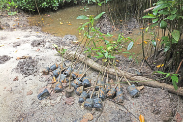 Reforestation the Mangrove trees in swamp forest / Mangrove forest of Thailand, plantation back to...