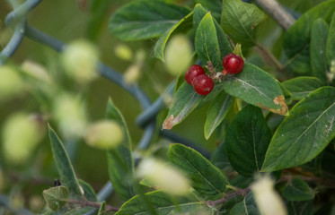 red berries on a branch