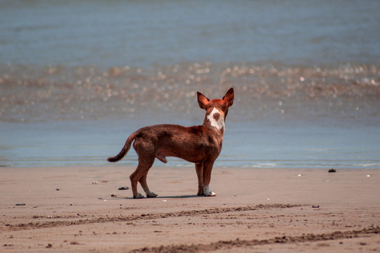 Perro chihuahua parado a la orilla del la playa mirando al horizonte