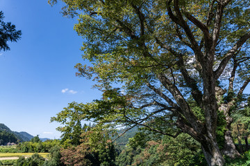 白山市　まがっとの欅