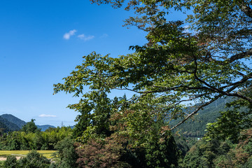 白山市　まがっとの欅