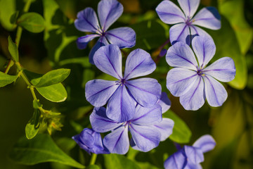 Fototapeta premium blue flowers on green background