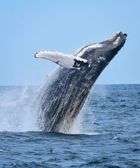 Breaching humpback whale (Megaptera novaeangliae).  Copy space. - obrazy, fototapety, plakaty
