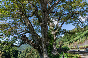 白山市　まがっとの欅