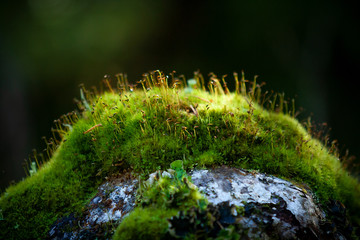 Fototapeta premium moss on tree