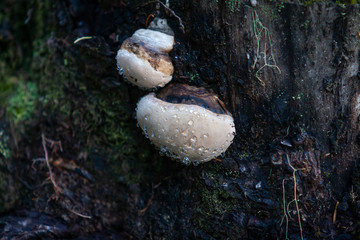 mushrooms with raindrops