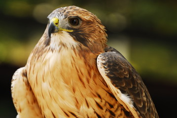 bird of prey