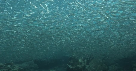 Flatiron Herring baitball from the islands of the sea of Cortez, Mexico.