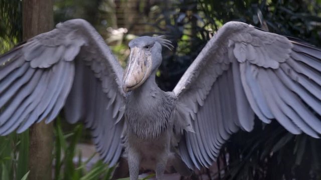 Shoebill (Balaeniceps rex) flapping its wings. Close up shot with the stork-like bird. Beautiful view of the large wings and the enormous bill.