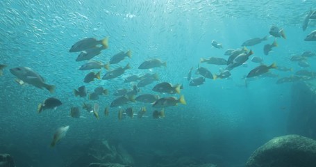 Yellow snapper (Lutjanus argentiventris), hunting sardines, reefs of Sea of Cortez, Pacific ocean. Espiritu santi island, Baja California Sur, Mexico. 
