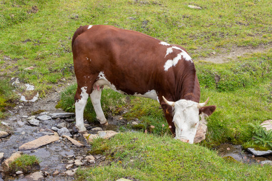 Cow graze in the mountains, Aosta valley, Cogne, Italy. Photo taken at an altitude of 2500 meters.