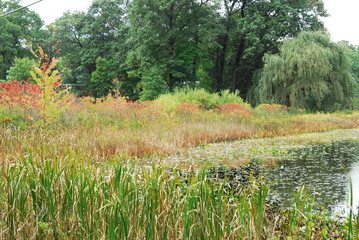 Obraz premium Fall Foliage