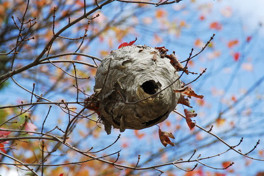 Wasps Nest