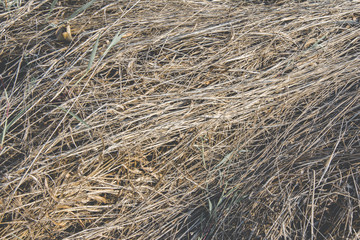 Dry grass, vintage tone