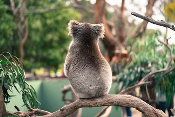 Foto op Plexiglas Lonely koala sitting on a branch © Alexander