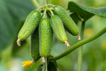 Group of natural organic cucumbers growing in greenhouse on agricultural farm before harvest in sunny day. Summer freshness eco vegetables.