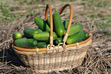 Freshly picked green organic cucumbers in wicker basket standing on hay. Summer and freshly healthy eco vegetables on agricultural farm in sunny weather.