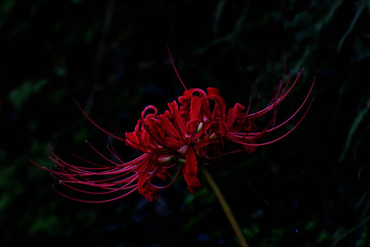 日陰 Images Browse 8 706 Stock Photos Vectors And Video Adobe Stock