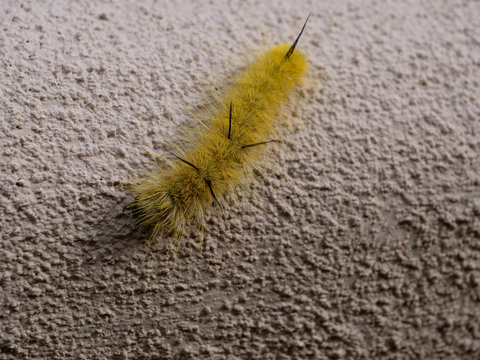 A large, yellow, toxic caterpillar of the American Dagger Moth crawls on a stucco wall