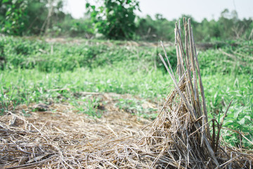 old Rice stubble in the field and Green plants at Behind
