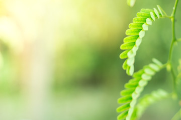 Green shrubs With sunlight on background blurred