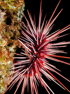 Red Sea Urchin (Mesocentrotus franciscanus)
