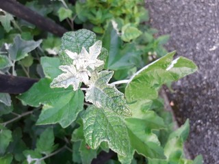 flower in the garden