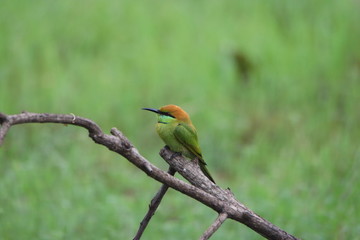 Bee-Eater on a branch