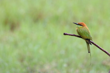 Bee-Eater  on a branch