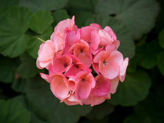 Photograph of a flower euphorbia milii