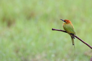 Bee-Eater  on a branch