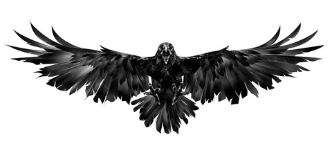 drawn flying raven on a white background - obrazy, fototapety, plakaty