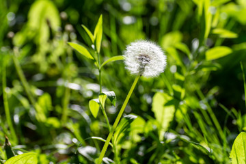 Dandelion grown in green grass