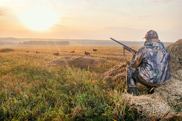 Hunter in camouflage with a gun hunting on black grouse. Hunting for game birds. Hunters open...