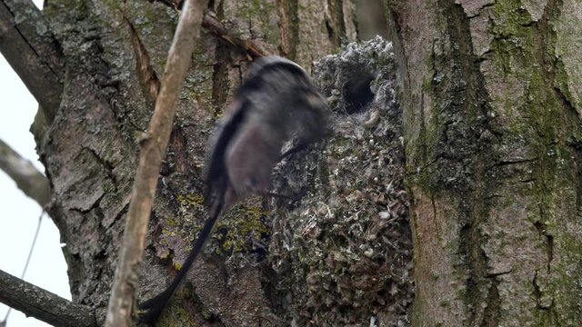 Long-tailed tit (Aegithalos caudatus) building nest