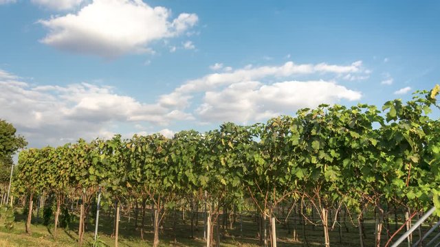 Time lapse video of Vineyard on a sunny day with beautiful and amazing clouds on the sky.