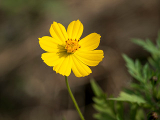 Views of a yellow Cosmos sulphureus