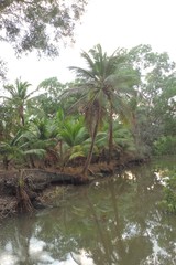 Obraz premium palm trees on the beach