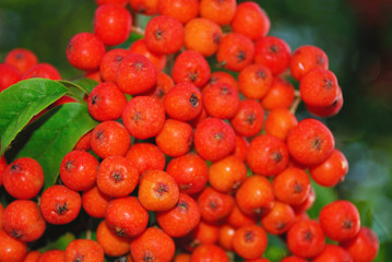 ナナカマド　素材