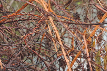 branches of a tree