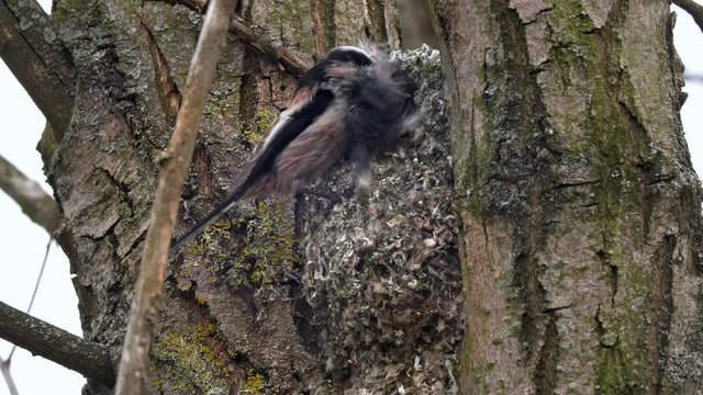 Long-tailed tit (Aegithalos caudatus) building nest