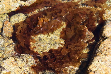 Fototapeta premium Red seaweeds Palmaria on the rock in intertidal zone. 