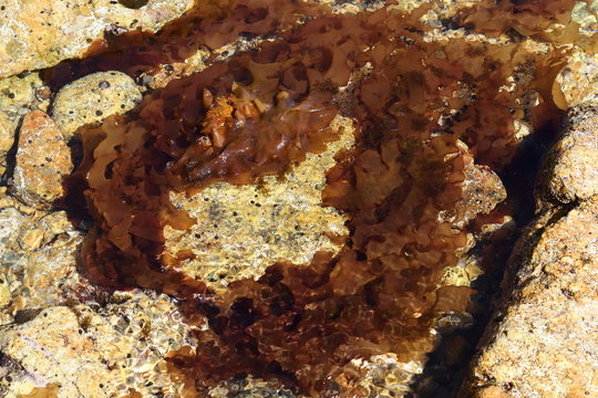 Red seaweeds Palmaria on the rock in intertidal zone. 