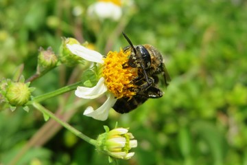 Tropical scoliid wasp on spanish needle flowers in Florida nature, closeup