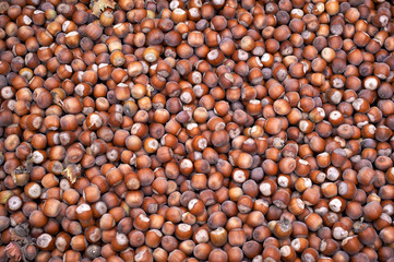 Harvest hazelnuts in a plate on a wooden surface . Fresh hazelnuts