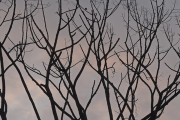 silhouette of a tree