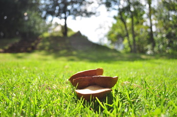 Small mushroom colony