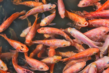    Foot skin care with the help of fish.Horizontally.